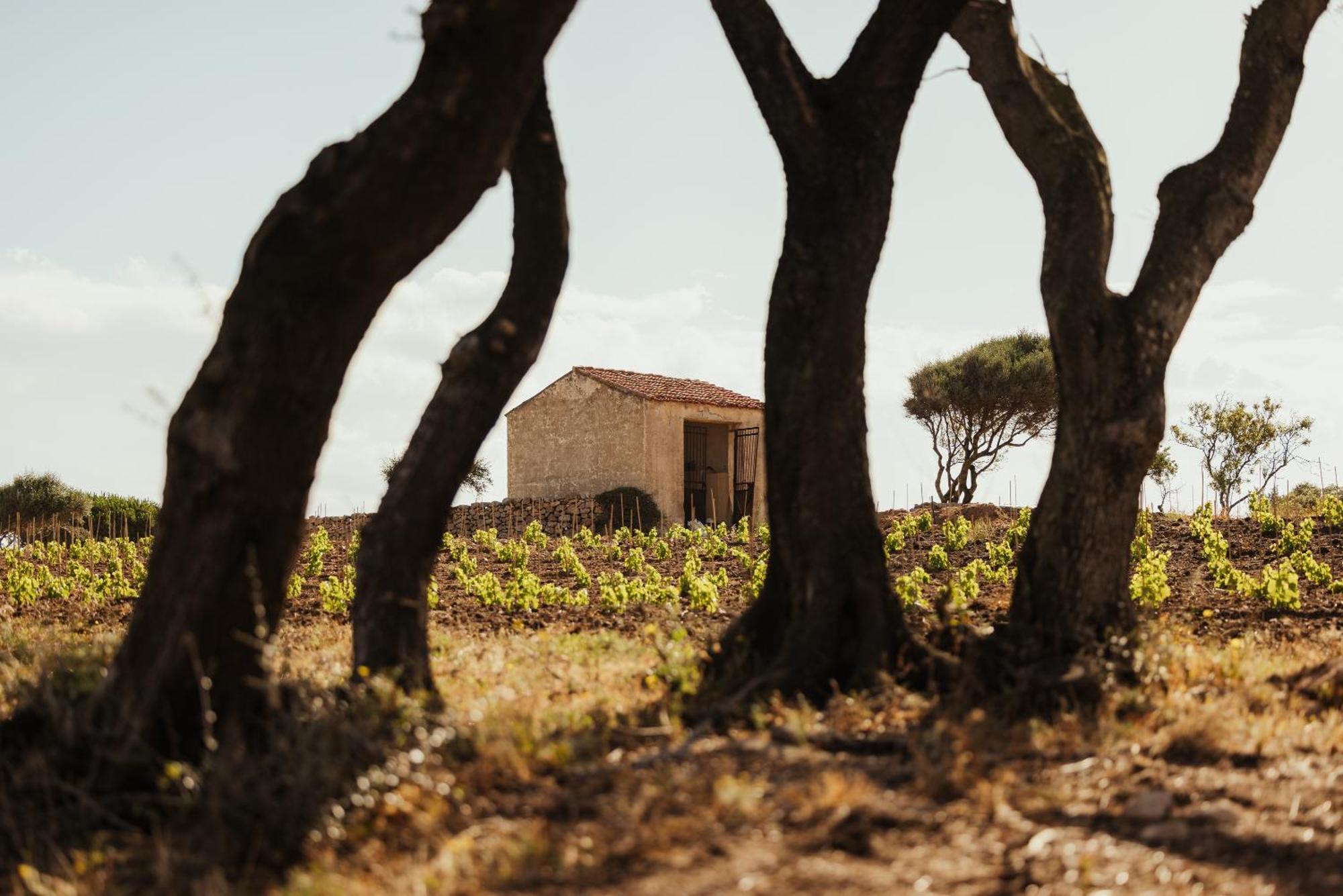 Nuali - Stazzo In Gallura Палау Екстериор снимка